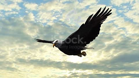 Eagle flying so beautiful