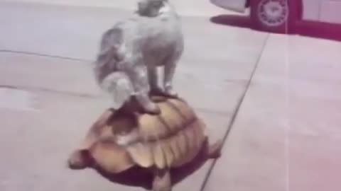 Animal video