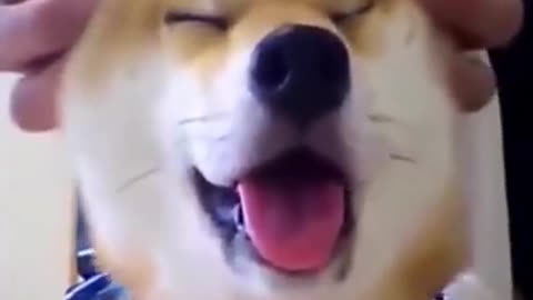 Cute Shiba Inu 😍😍😍