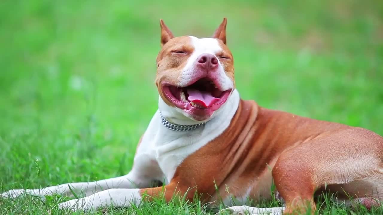 Cute dog is waiting for his master