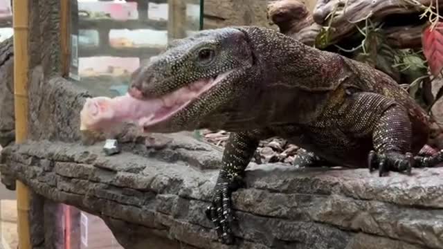 Crocodile monitors have the sharpest teeth