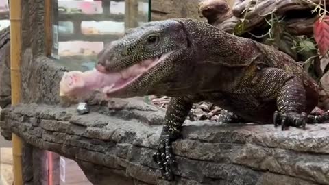 Crocodile monitors have the sharpest teeth