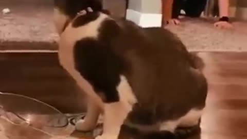 Reaksi kucing saat kaget..... 🤣🤣🤣