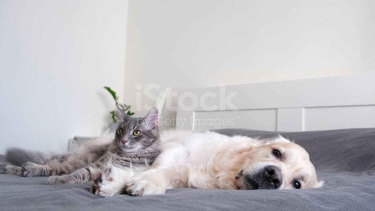 CUTE CAT & DOG LIE ON BED TOGETHER ANIMAL FRIENDSHIP VERY CUTE VIDEO