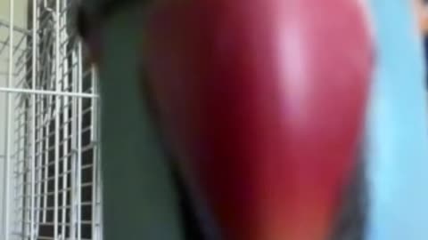 Sweet parrot kisses the audience