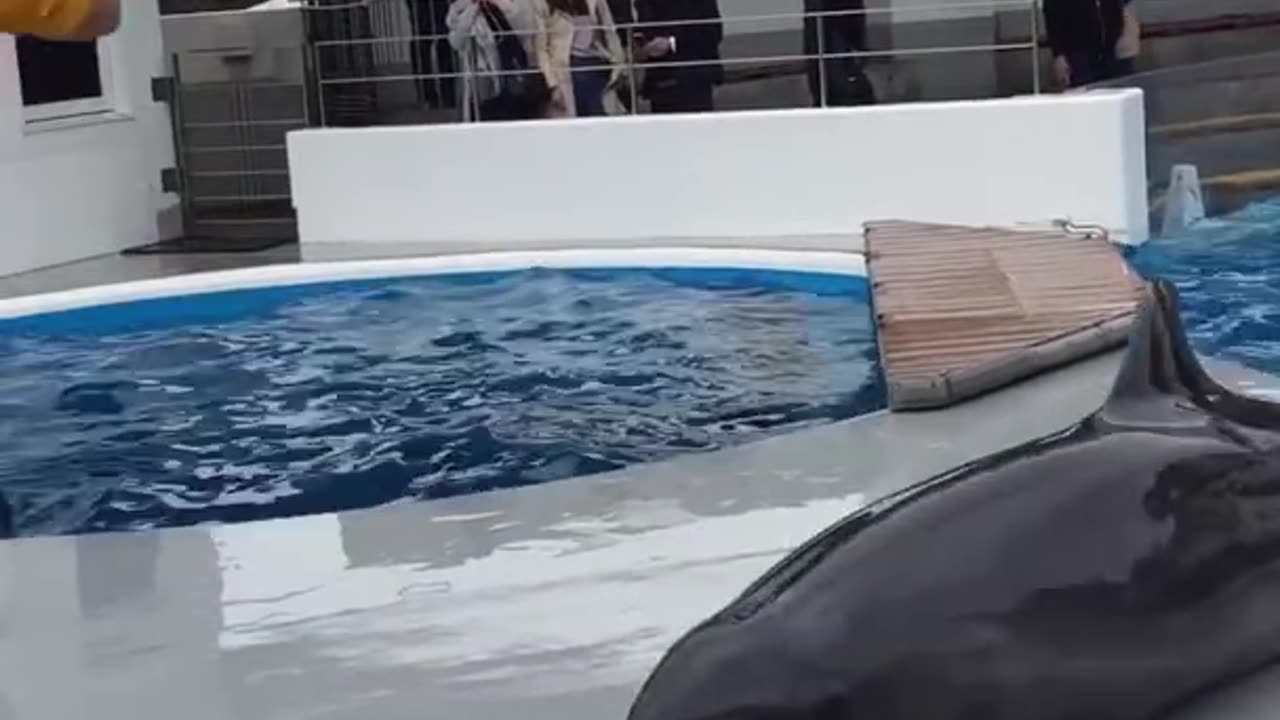 イルカショー後のイルカとスタッフのやりとり笑