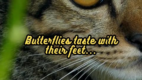 Animal Facts Butterfly Taste #shorts