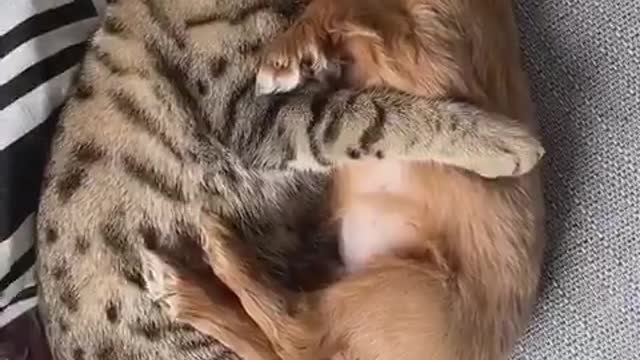 Innocent cat fall in love with puppy