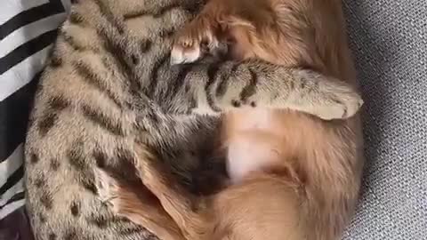 Innocent cat fall in love with puppy