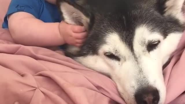 Husky dog care new born baby girl