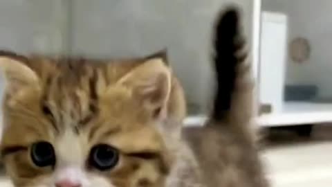 Cute Kitten Running