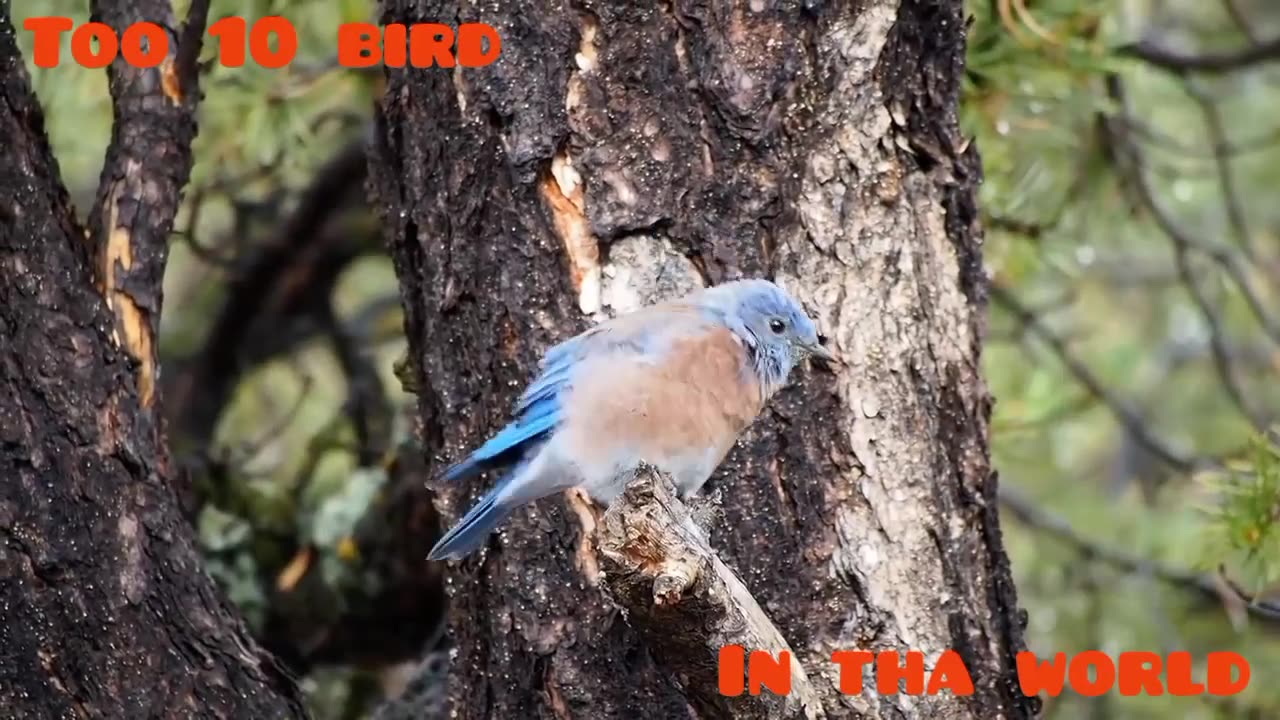 Top 10 bird in tha world