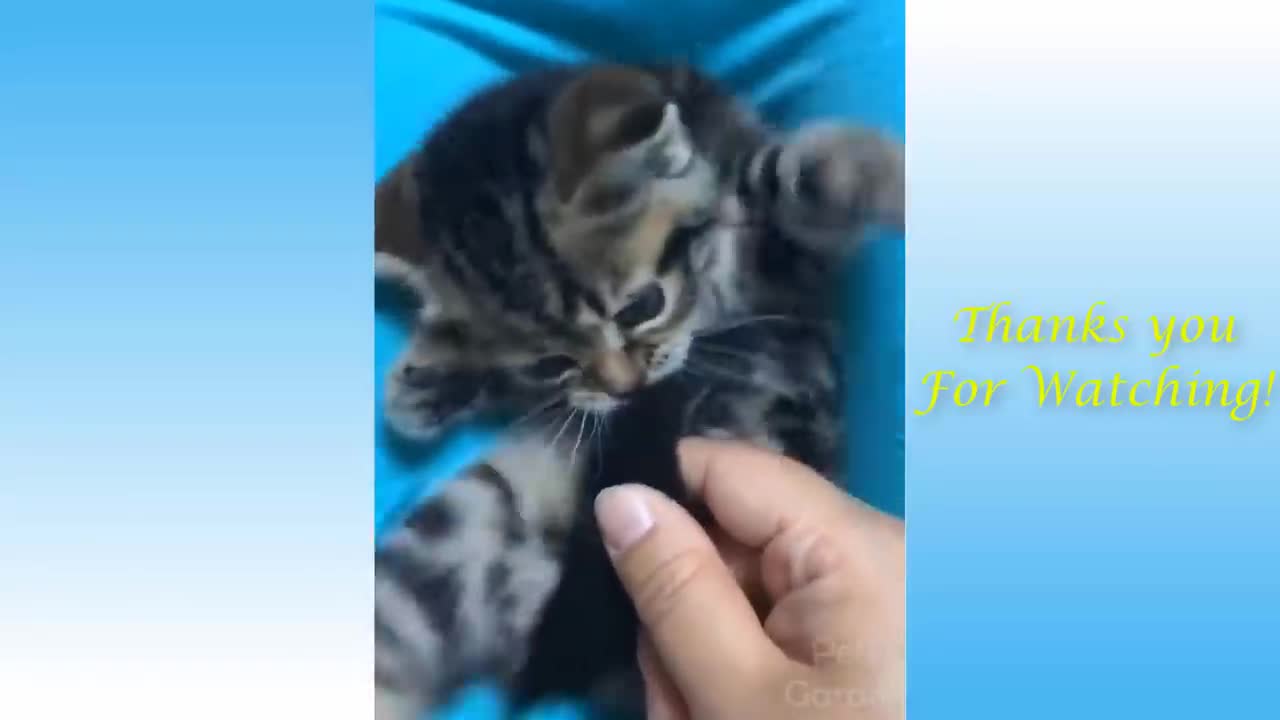 Funny and Cute Cat's Life 👯😺 Cats and Owners are the best friends Videos