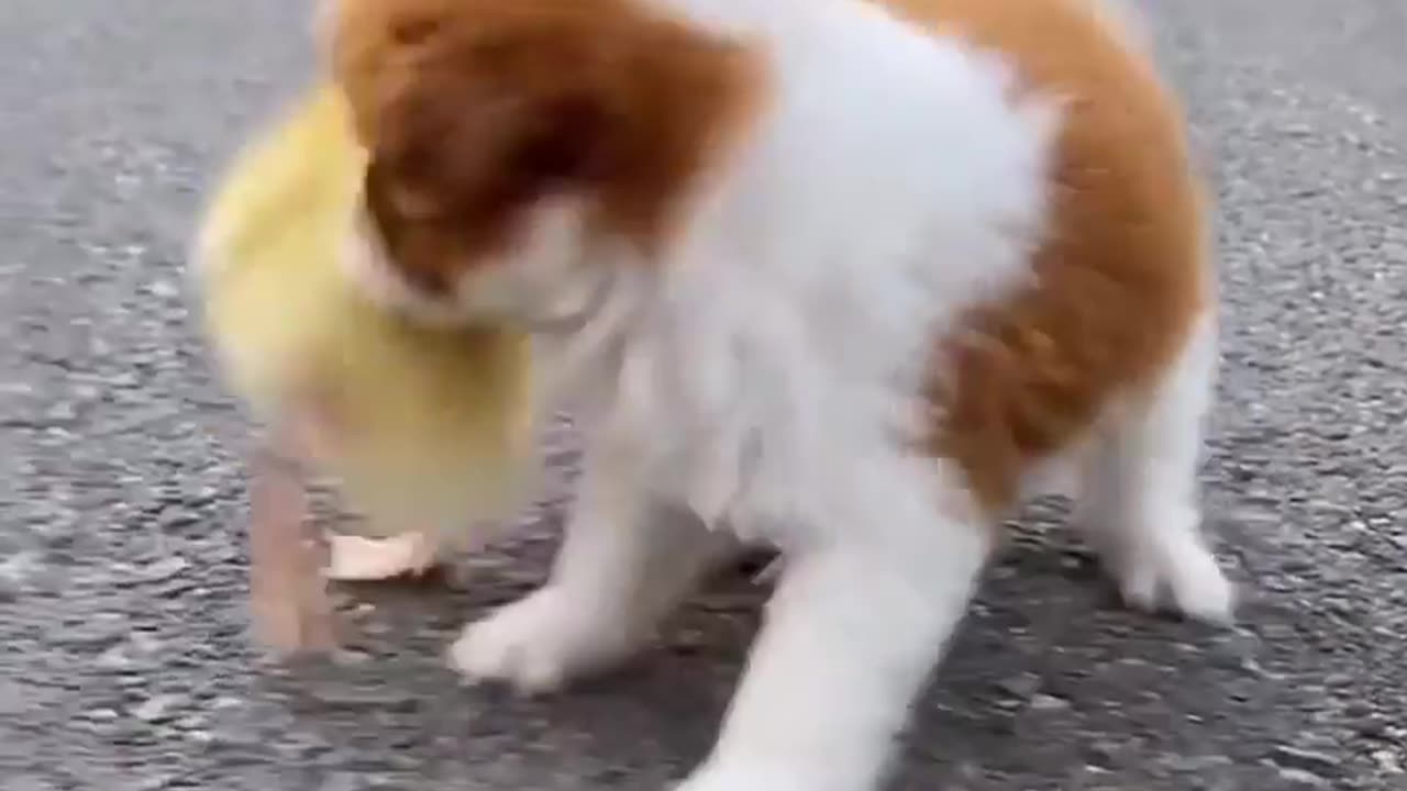 Dog with cute duck 🥰😍