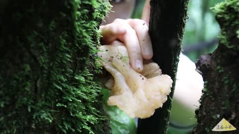 Rain Season Picking Wild Fungus in Rural China Yunnan