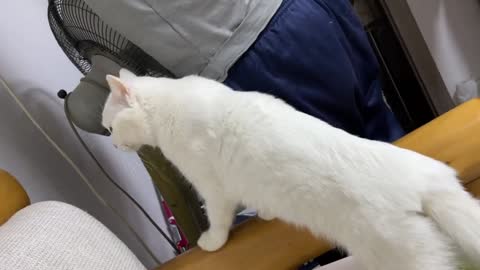 The cat sees the monitor for the first time. It looks very cute and curious