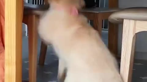 How the cute Golden Retriever Kills You