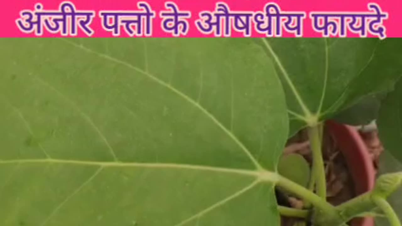 Fig leaf tea benefits !! Fig leaf benefits !! अंजीर पत्तों के खाने के फायदे