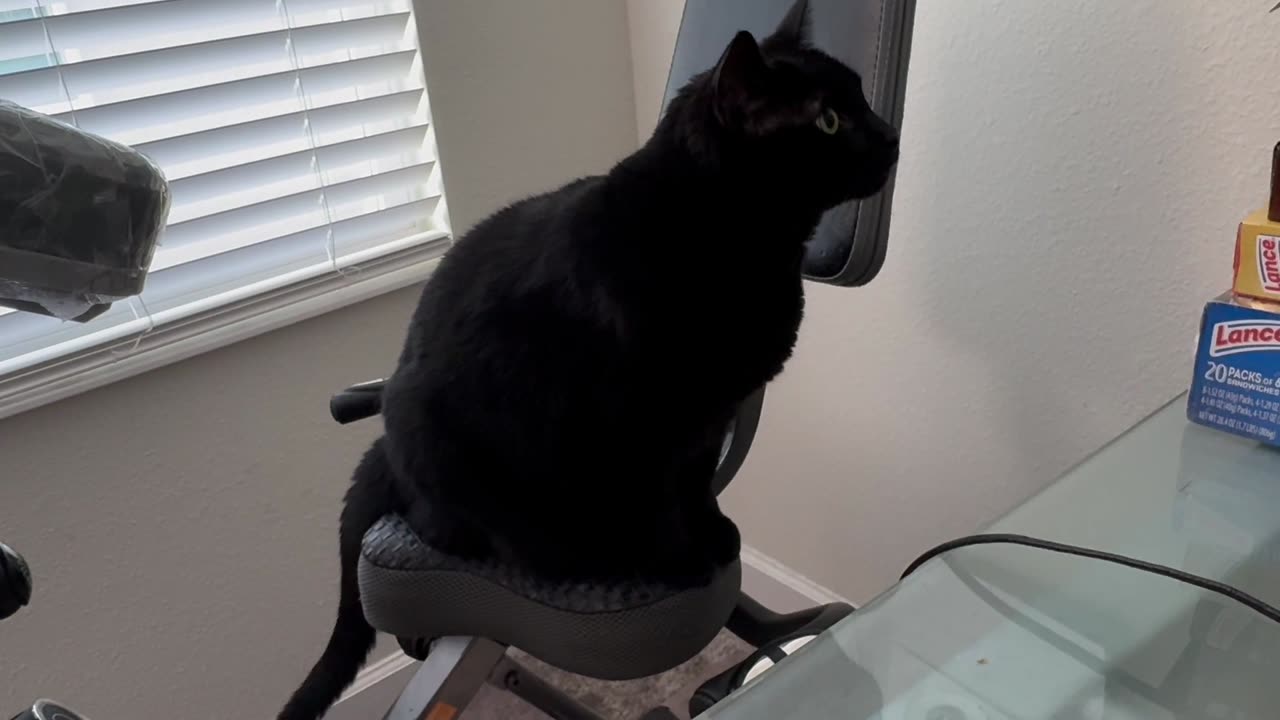 Cute Precious Piper Wants to Exercise Her Tail - Adopting a Cat from a Shelter Vlo
