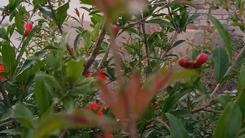 Beautiful Pomegranate Flowers Are Shining 🌟😍