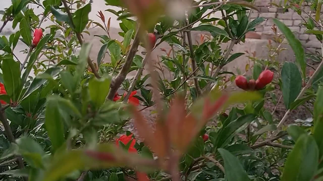 Beautiful Pomegranate Flowers Are Shining 🌟😍