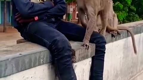Joking with the monkey #shorts#funny video