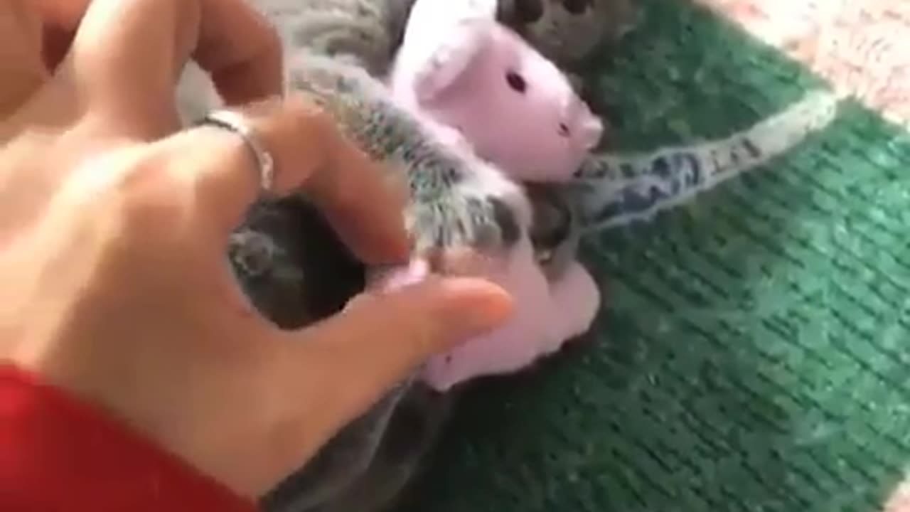Funny animal videos|Cute animal videos |Funny dog&cat videos|Hilarious pet videos|Funny video