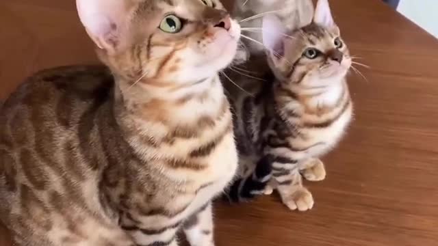 Cat video