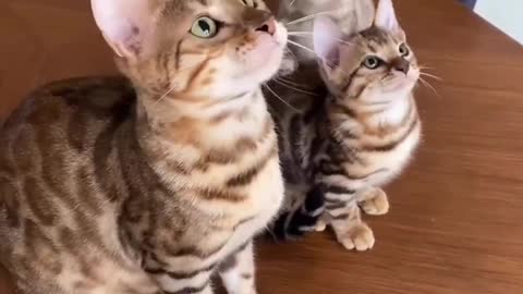 Cat video