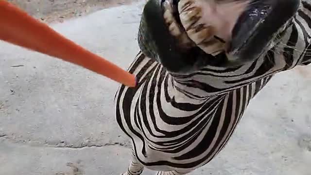 The great mater animal world zebra