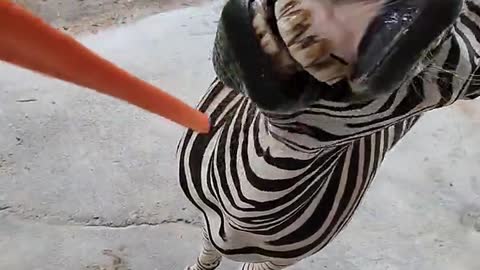 The great mater animal world zebra