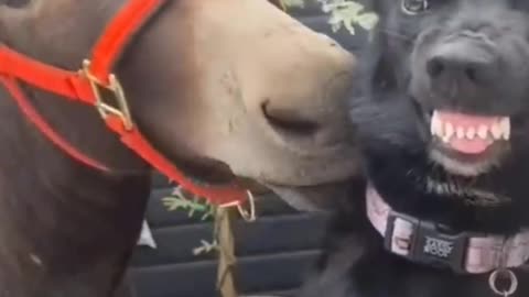Funny doge video