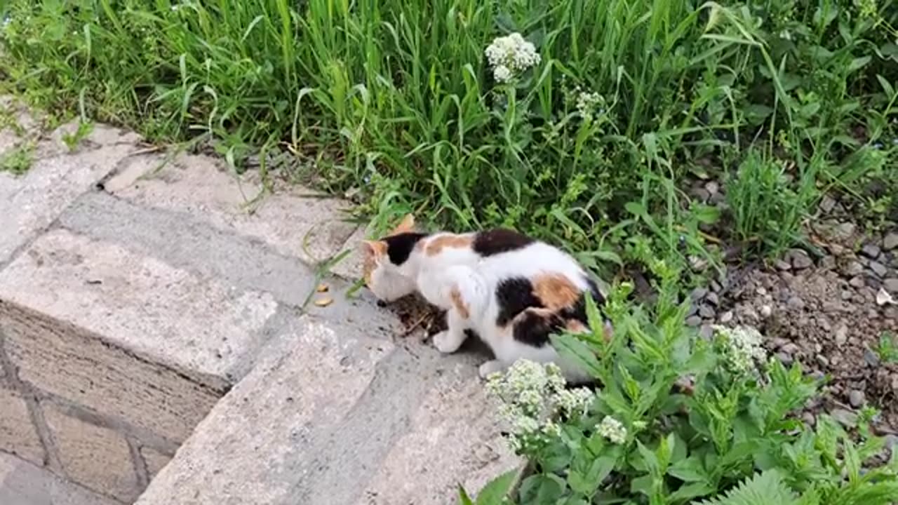 Cute cat eating food.