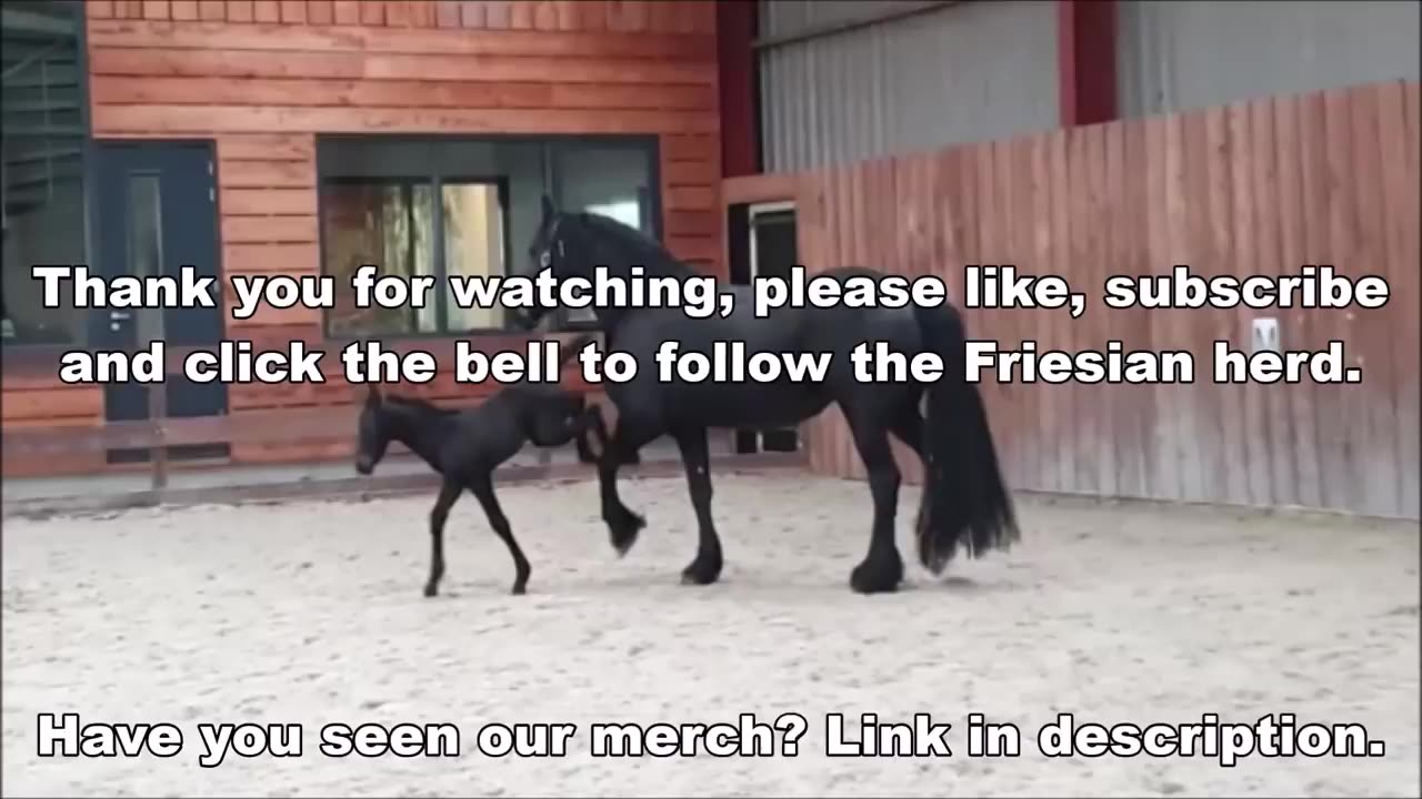 5 days old Friesian horse filly Mathilde for the first time at the inside arena, so cute