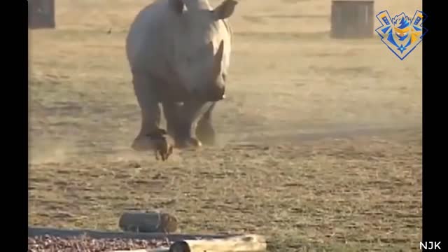 Funny animal attack. When size doesn't matter.