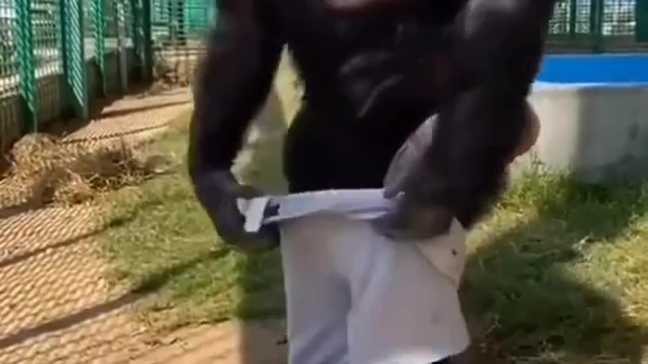 Chimpanzee Wearing Underwear #shorts #shortsvideo #video #viral