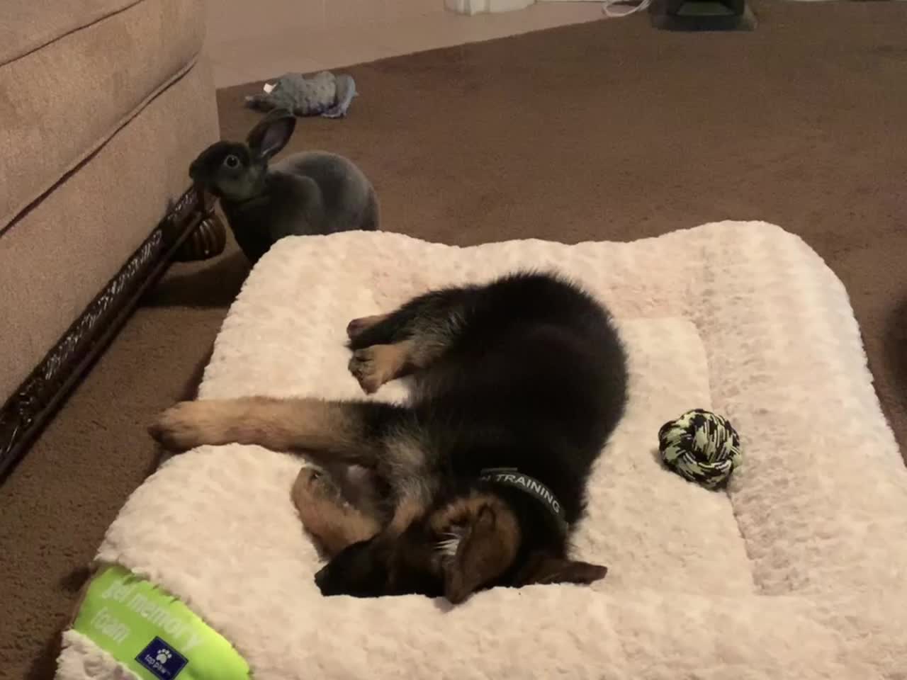 German Shepherd Puppy… Nap interrupted!