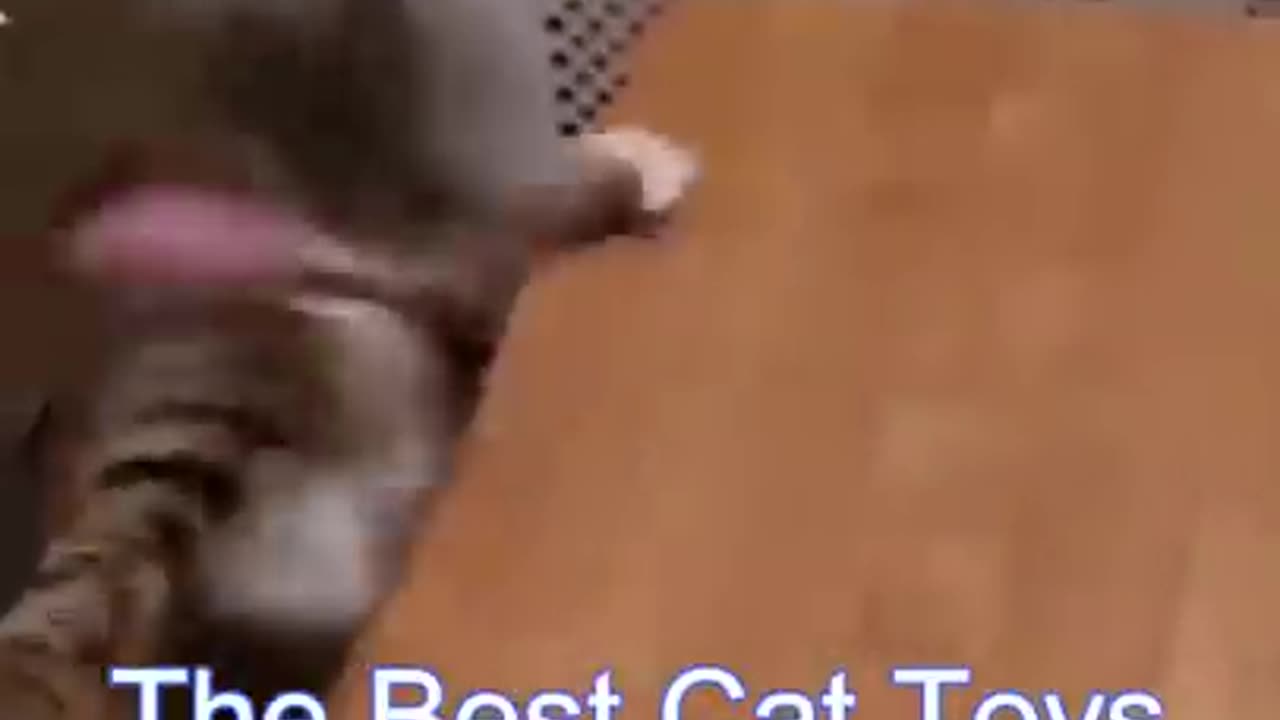 Best funny cats vidéo