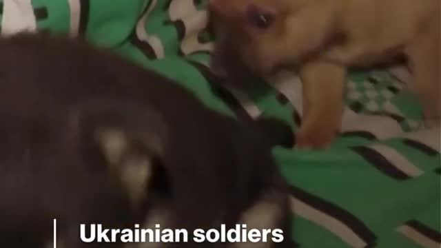 Ukrainian soldiers rescue 2 puppies from abandoned village