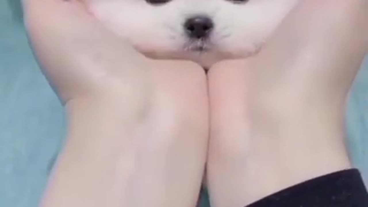 Cute puppy playing with baby 😍.