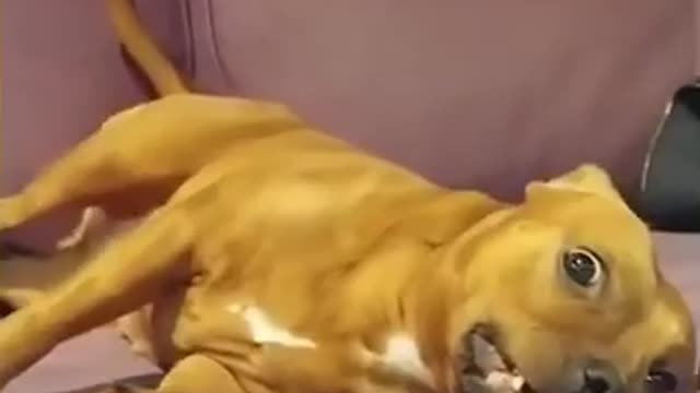 Funny dog