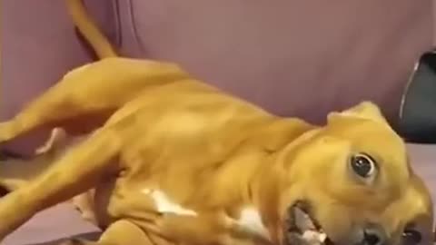 Funny dog