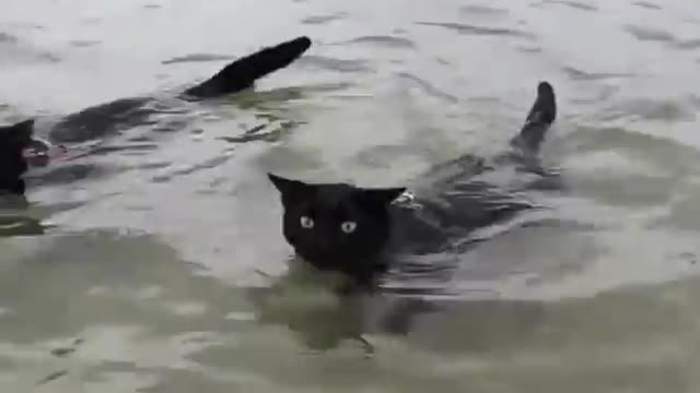 These Cats Love To Swim