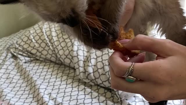 Nova the Kitten Does Not Want to Surrender Toast