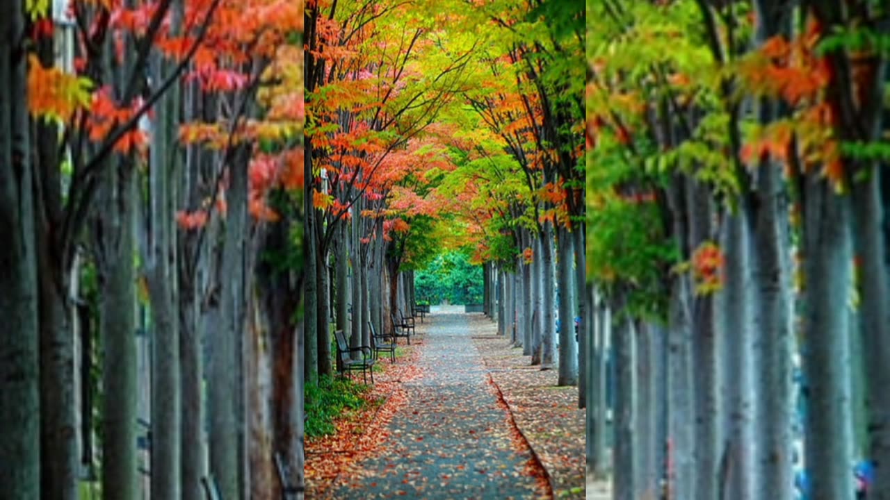 "Exploring the vibrant trails:Green and orange hues of maine's nature 🌿🌿🌿