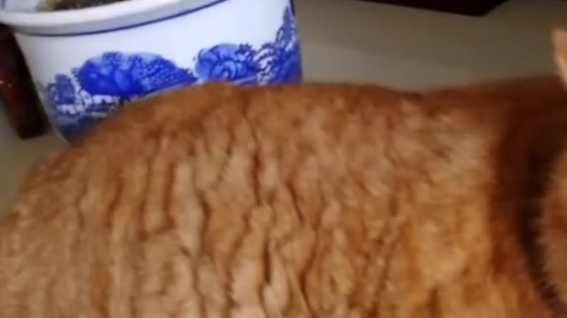 A laid-back orange cat