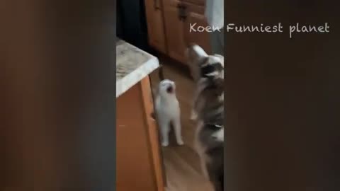 Funny animal viedos