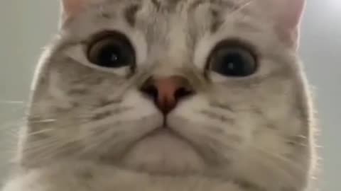Cute and funny cat video.
