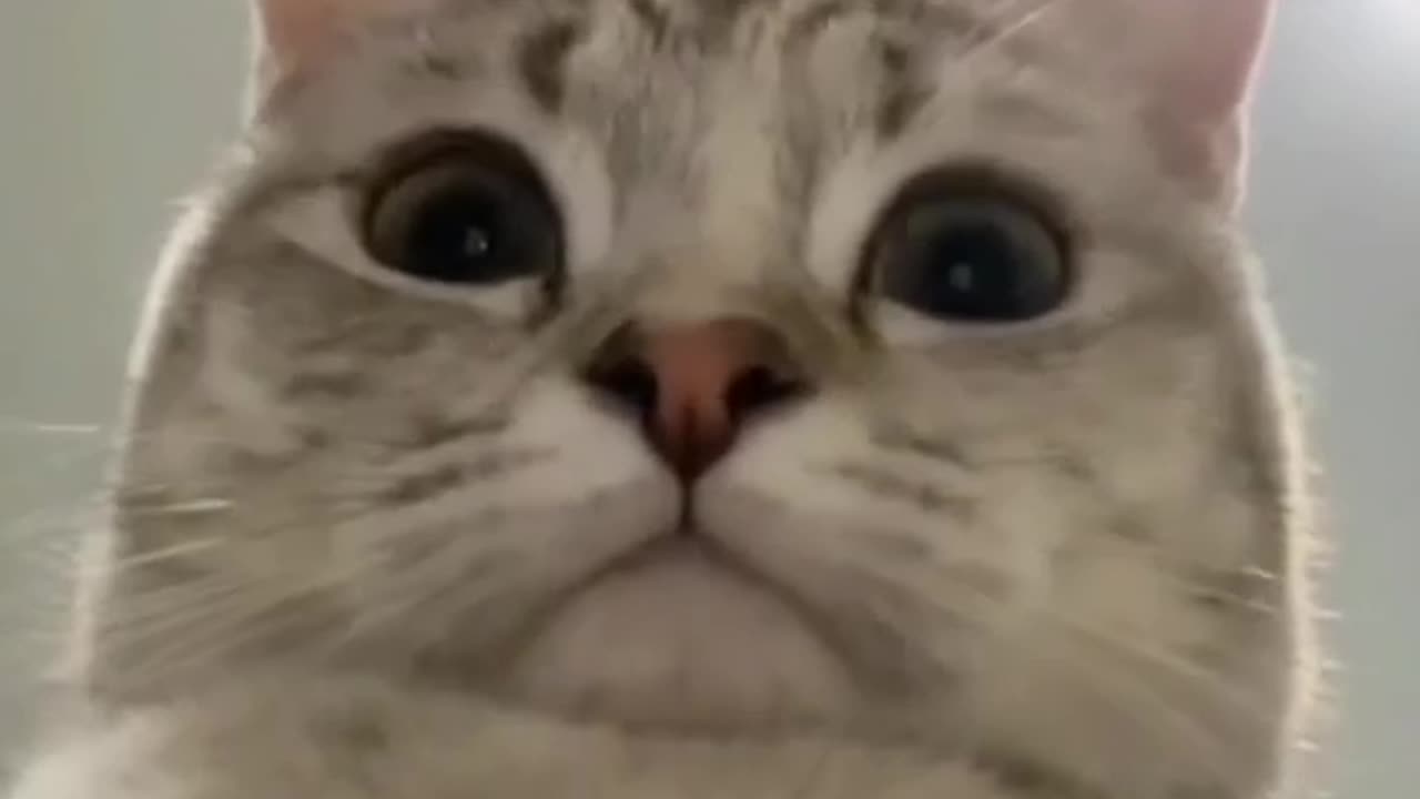 Cute and funny cat video.