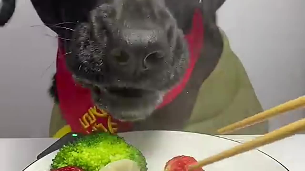 STEAMING DUMPLINGS DEBUT PLAN FOR CUTE PETS LABRADOR OMG IT SMELLS SO GOOD DOGS SILLY DOG’S DAILY L